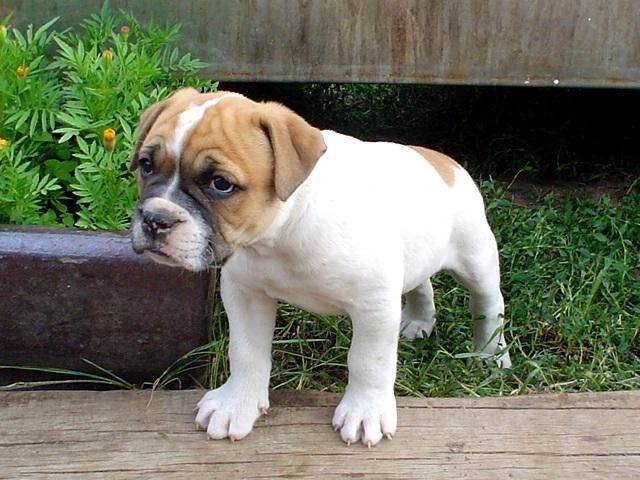 Fotky: Americk bulldog (foto, obrazky)