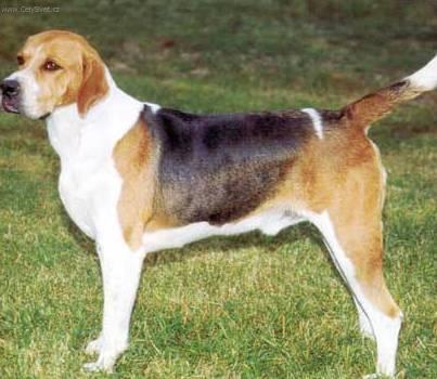 Fotky: Anglick foxhound (foto, obrazky)