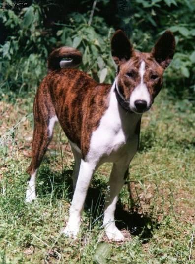 Fotky: Basenji (foto, obrazky)