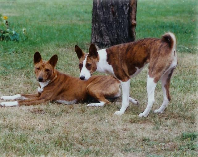 Fotky: Basenji (foto, obrazky)