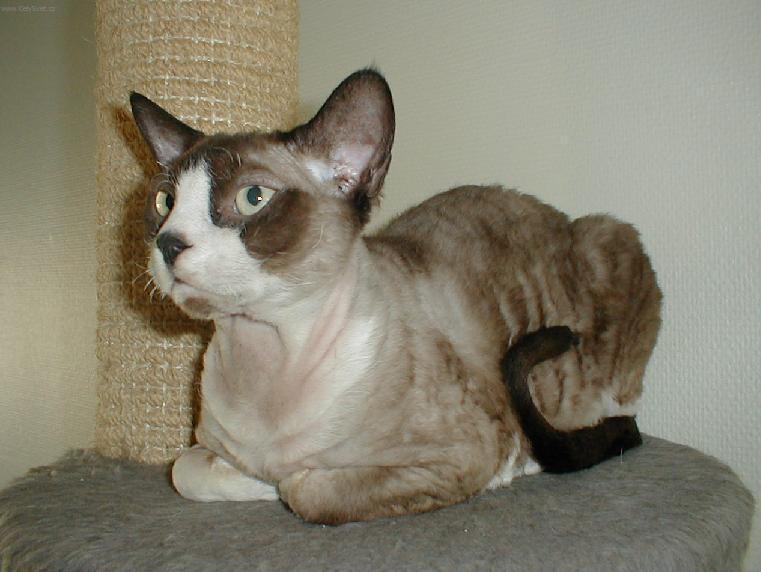 Fotky: Devon-rex (foto, obrazky)