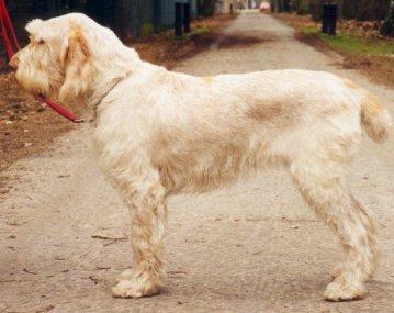 Fotky: Italsk spinone (foto, obrazky)