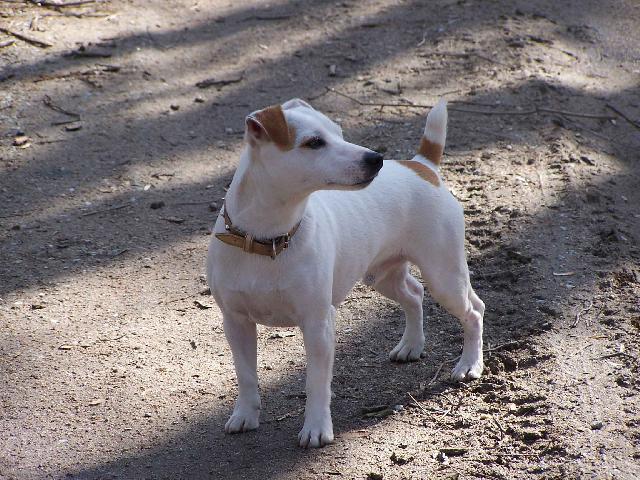 Fotky: Jack Russelv Terir (foto, obrazky)