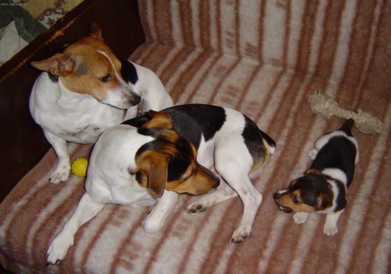 Fotky: Jack Russelv Terir (foto, obrazky)