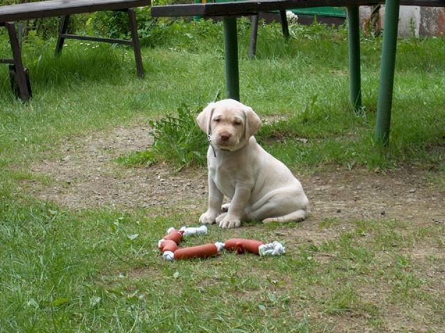 Fotky: Labradorsk retrvr (foto, obrazky)