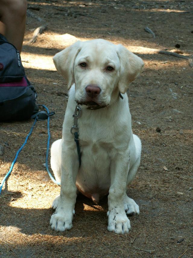 Fotky: Labradorsk retrvr (foto, obrazky)