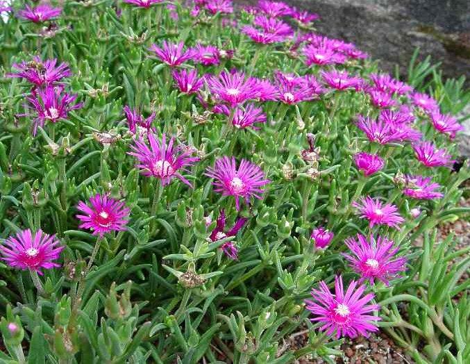 Fotky: Lampranthus (foto, obrazky)