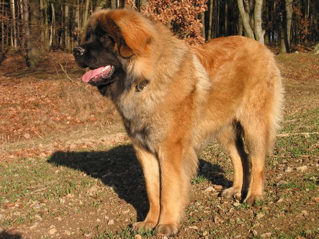 Fotky: Leonberger (foto, obrazky)