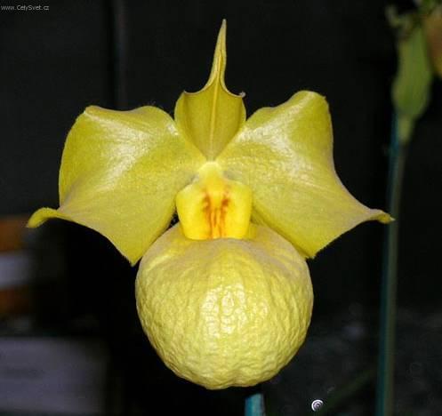 Fotky: Pafiopedilum, stevinkovec (foto, obrazky)