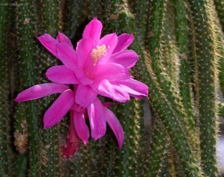 Fotky: Aporocactus (foto, obrazky)