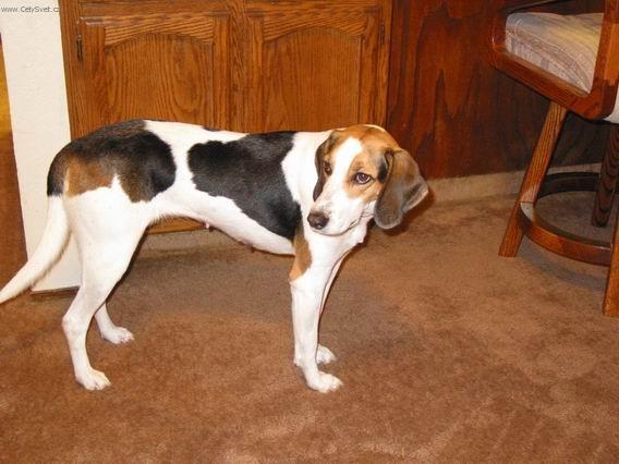 Fotky: Treeing Walker Coonhound (foto, obrazky)