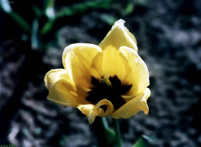 Fotky: Tulipn (foto, obrazky)