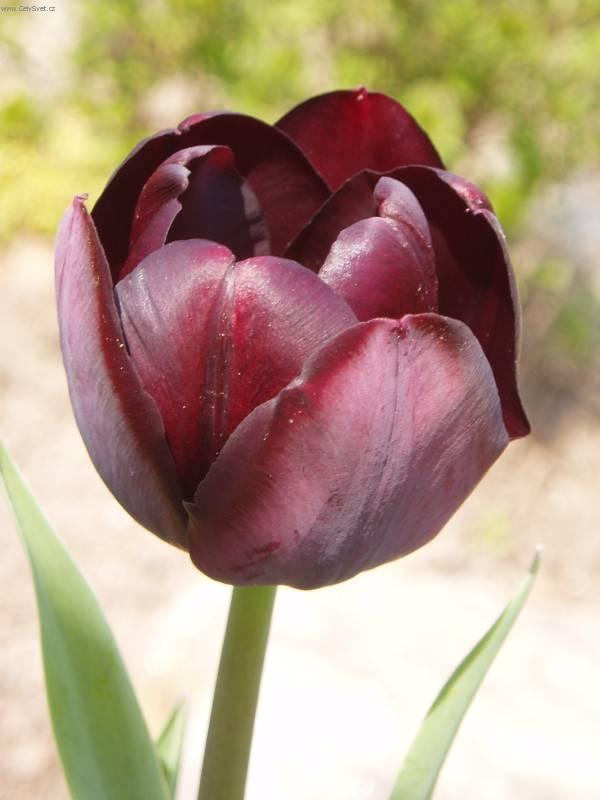 Fotky: Tulipn (foto, obrazky)