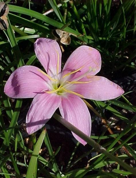 Fotky: Zephyranthes (foto, obrazky)