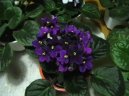 Pokojov rostliny: Kvetouc > Africk fialka (Saintpaulia)
