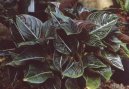 Pokojov rostliny: Rostliny s plody > Aglaonema (Aglaonema rotundum)