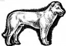 Psí plemena: Pinčové, knírači a molossoidní > Atlašský vlčák (Aidi, Atlas Mountain Dog)