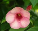 Pokojov rostliny: Jedovat > Alamanda poistiv (Allamanda cathartica)