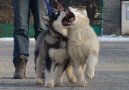 Psí plemena: Severská > Aljašský malamut (Alaskan Malamute)