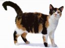 :  > Americk drsnosrst koka (American Wirehair Cat)