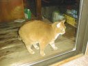 Koky: Ptuln a ptelsk > Americk krtkosrst koka (American Shorthair Cat)