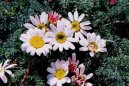 Pokojov rostliny: Kvetouc > Anacyclus depressus