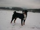 Psí plemena: Pinčové, knírači a molossoidní > Appenzellský salašnický pes (Appenzeller Sennenhund)