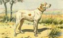 Psí plemena: Ohaři > Ariegský ovčák krátkosrstý (Ariege Pointing Dog)