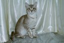 Koky: Krtkosrst > Asian Tabby (Asian Tabby Cat)