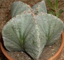 Pokojov rostliny: Kaktusy > Astrophytum