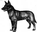 Australsk kelpie