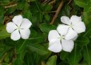 Pokojov rostliny: Jedovat > Barvnek rov, katarantus (Catharanthus roseus)