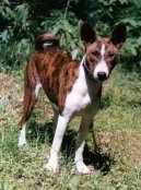 Basenji