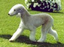 Bedlington terier