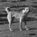Psí plemena: Pastýřská > Beduínský pastevecký pes (Bedouin Shepherd Dog)
