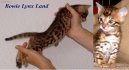 Koky: Krtkosrst > Benglsk koka, leopard koka (Bengal Cat)