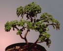 Pokojov rostliny: Rostliny z ozdobnmi listy > Bonsaj (Bonsai)