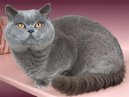 Koky: Krtkosrst > Brazilian Shorthair (Brazilian Shorthair Cat)