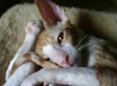 Cornish Rex