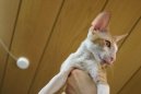 Cornish Rex