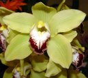 Fotky: Cymbidium (foto, obrazky)