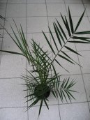 Pokojov rostliny: Rostliny s plody > Datlov palma, finik, datlovnk (Phoenix canariensis)