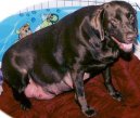 Psí plemena: Veterinární poradna > Diagnostika gravidity u feny (Pregnant dog)