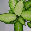 Pokojov rostliny: Jedovat > Dieffenbachie mramornatka (Dieffenbachia amoena)