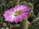 Echinocereus