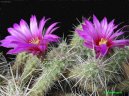 Fotky: Echinocereus (foto, obrazky)