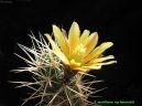 Fotky: Echinocereus (foto, obrazky)