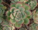 Pokojov rostliny:  > Eonium drobnolist (Aeonium)