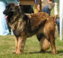 Psí plemena:  > Estrelský pastevecký pes (Estrela Mountain Dog)