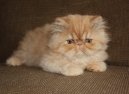 :  > Exotick dlouhosrst koka (Exotic Longhair Cat)